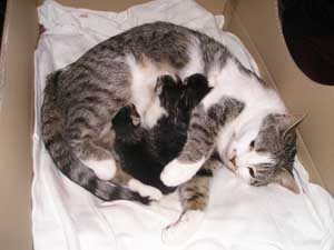 Mother cat Clio and her three kittens