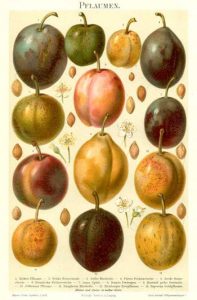 Varieties of plums. From 'Meyers Großes Konversations-Lexikon', beginning of the 20st century