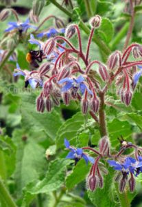Borage or starflower is popular with bees. Picture © C. Muusers