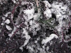 Red kale from the land with snow