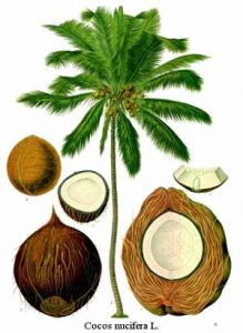 Coconut tree and fruit