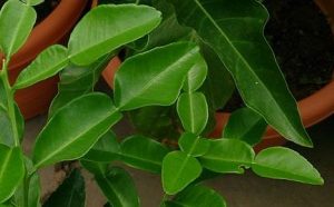 The leaves of the makrut lime (source: wikipedia)