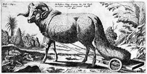Fattail sheep with a cart to protect its tail, pictured in the 'New history of Ethiopia' (1684) from Job Ludolphus. Source: Wikimedia