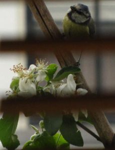 Not a finch but a blue tit picking of the lice from my apple trees