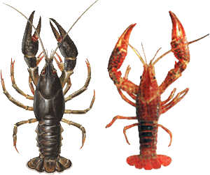 European crayfish on the left, American on the right