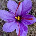 Saffron flower (Wikimedia)