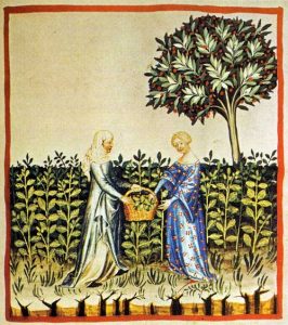 Tacuinum sanitatis - Harvesting mint leaves