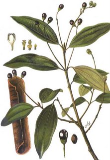 Cassia, een verwant van echte kaneel, maar minder aromatisch