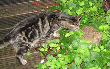 Our cat Hiro encounters a hedgehog in the garden