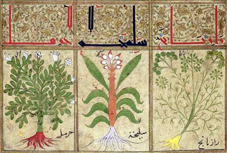 Medicinal herbs, like rue and cassia, from the Book of Treacles (1199). Source Gallica.bnf.fr