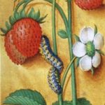 Aardbeienplant in een middeleeuwse bladversiering