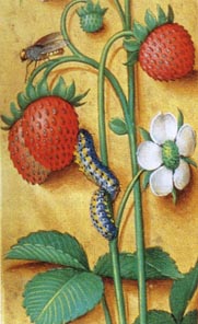 medieval illuminations of strawberry