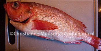 Deze roodbaars is gebruikt voor de schatkistvis