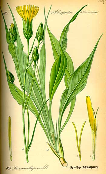 De schorseneer plant, afgebeeld in de Flora von Deutschland (1885) van prof. Dr. Otto Wilhelm Thomé