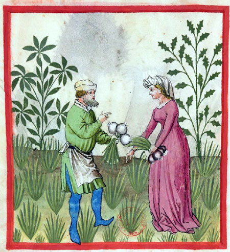 Onions. Illustration from the Tacuinum Sanitatis, BNF Lat 9333.