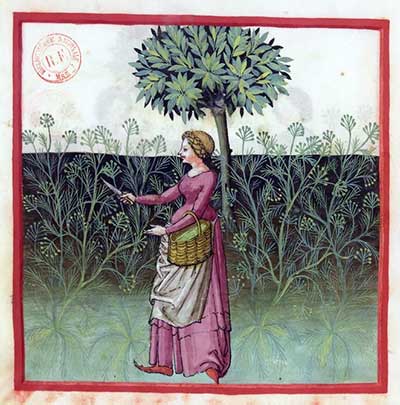 Harvesting fennel seeds. Tacuinum Sanitatis, bnf Latin 9333