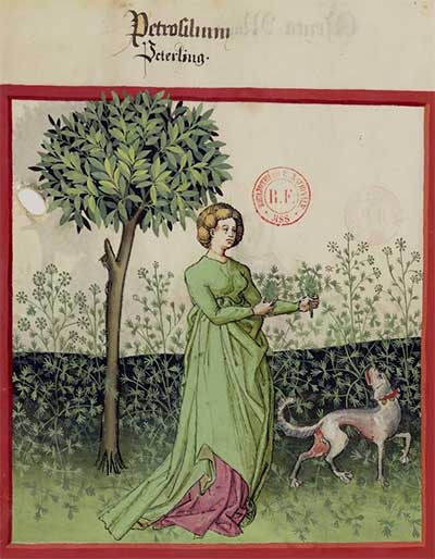 Peterselie (Tacuinum Sanitatis, Gallica bnf)