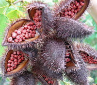 Annatto-zaden in hun vrucht (bron: wikimedia)