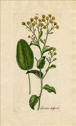 Tanacetum balsamita L., balsemwormkruid