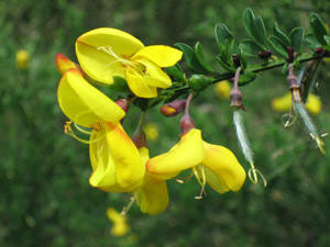 Flowering broom with developing pods (Wikimedia)