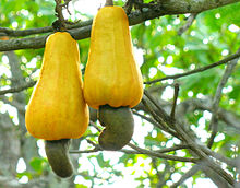 Cashew'noten', hangend aan cashew'appels'. Bron Wikipedia, Abishek Jacob