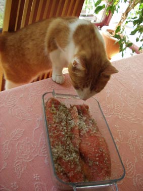 Salmon trout in curing salt. And my cat ...