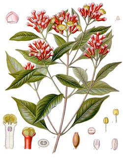 Cloves and flowering clove tree