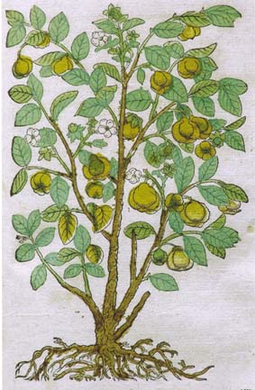 Picture of a quince tree from the 16th century