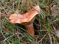 Saffron milk-cap mushroom (Lactarius deliciosus)