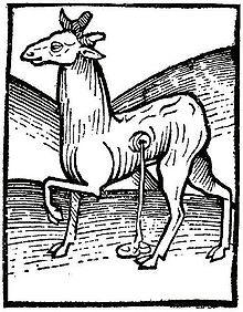 Musk deer, woodcut from the Hortus Sanitatis (1490). Source: Wikipedia