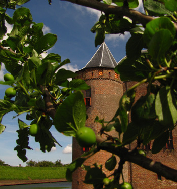 A plum tree in the orchard of the Muiderslot. © Christianne Muusers