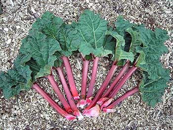 Rhubarb stalks with leaf (Wikipedia)