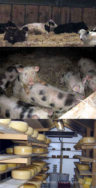 Cows, pigs and cheese-storage