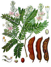 Bloem, peul en blad van de tamarindeboom