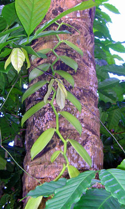 Vanille-orchidee beklimt boomstam