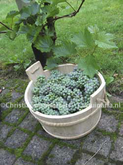 Early-harvested grapes for making verjuice